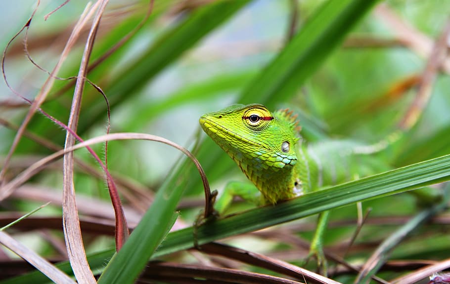 green, lizard, reptile, gecko, agama, animal, head, curiosity HD wallpaper