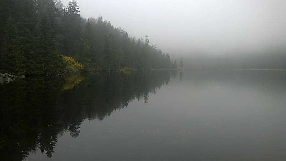 Fog, Water, Lake, Forest, reflection, nature, tranquil scene HD wallpaper
