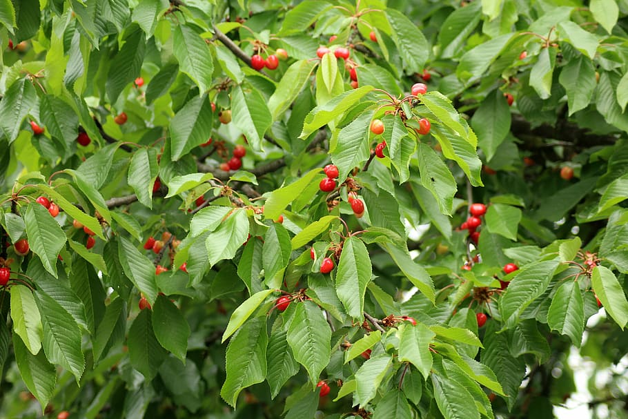 Online crop | HD wallpaper: red berry tree, cherries, fruit tree, ripe ...