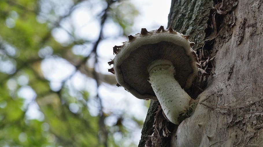 sponge, priroda, nature, on the tree, forest, slovakia, focus on foreground HD wallpaper