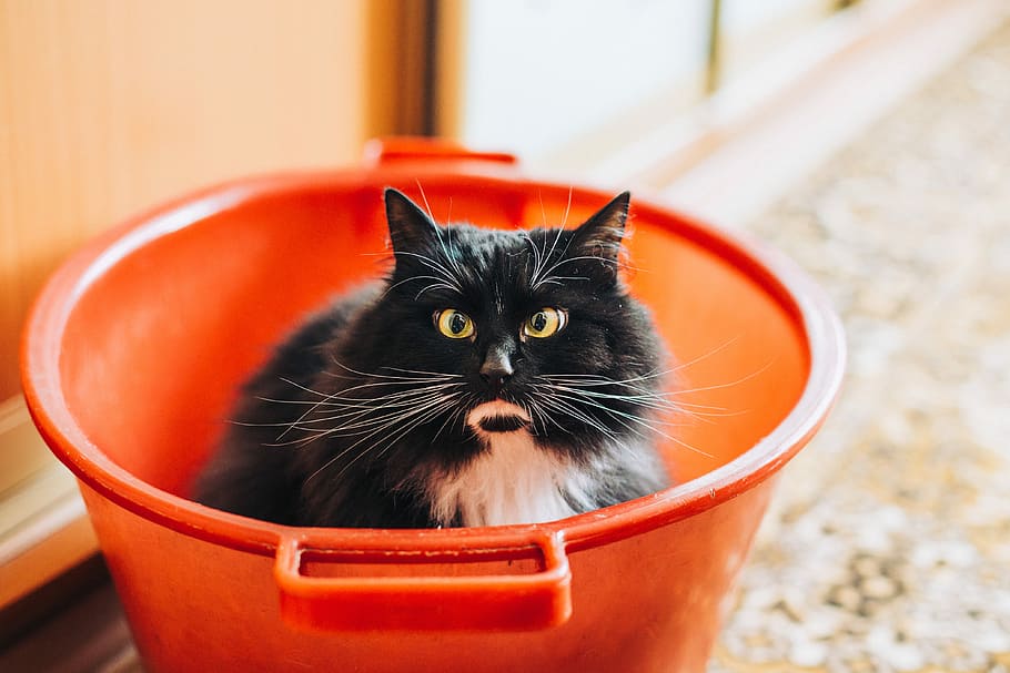 tuxedo cat inside bucket, black and white cat inside the pail HD wallpaper