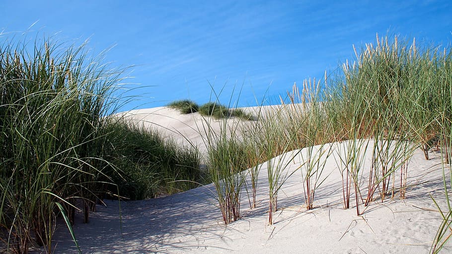 dune, sand dune, grass, plant, nature, marram grass, water HD wallpaper