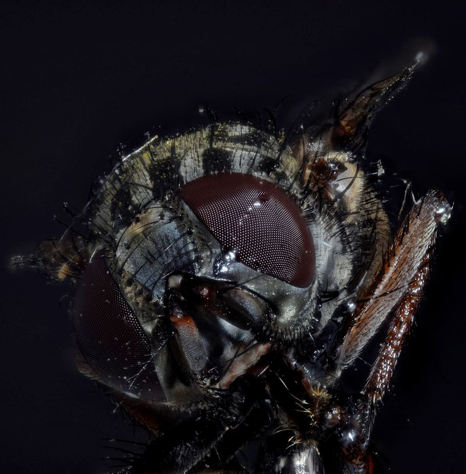 housefly, compound, macro, close, insect, fly eye, close up HD wallpaper