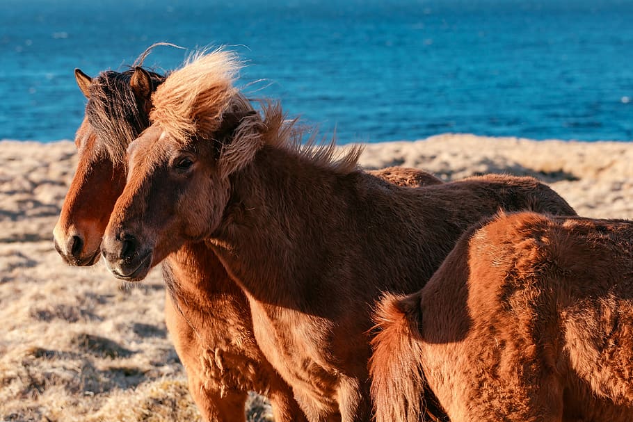 two brown horses on brown sand, three brown horses beside body of water HD wallpaper