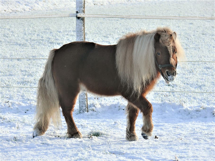 Horse, Pony, Pasture, Snow, Landscape, stallion, fox, shetlander, HD wallpaper