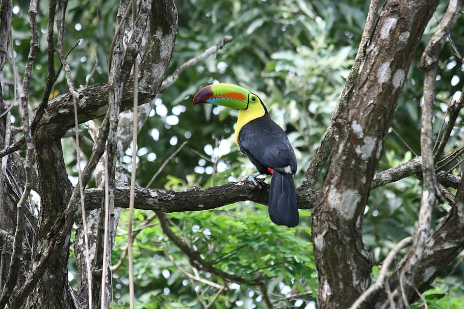 toucan, forest, tree, animal wildlife, vertebrate, animal themes HD wallpaper
