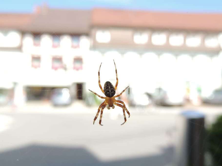 Spider, Cobweb, Animal, Close, Network, one animal, insect HD wallpaper