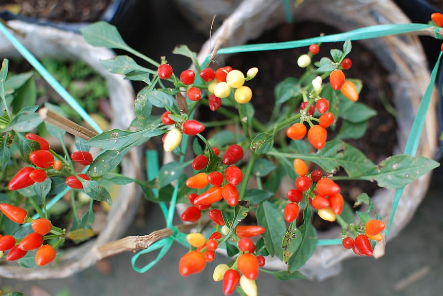 chili, small tree, spicy, food, food and drink, fruit, growth HD wallpaper