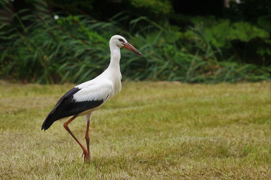 stork, eindhoven, gijzenrooi, stratum, one animal, animal themes, HD wallpaper