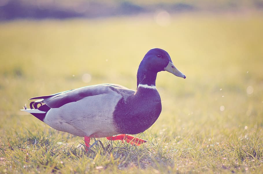duck, park, garden, wild, bird, animal, outdoor, natural, spring HD wallpaper