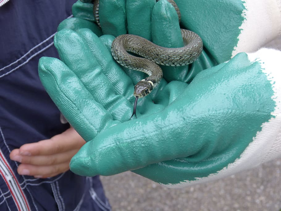 grass snake, gloves, keep, capture, reptile, natter, natrix natrix HD wallpaper
