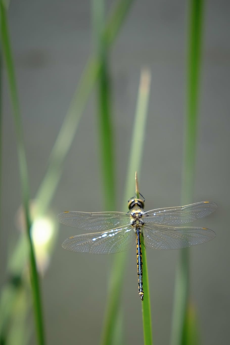 dragonfly, insect, insects, bug, bugs, dragonflies, flower HD wallpaper