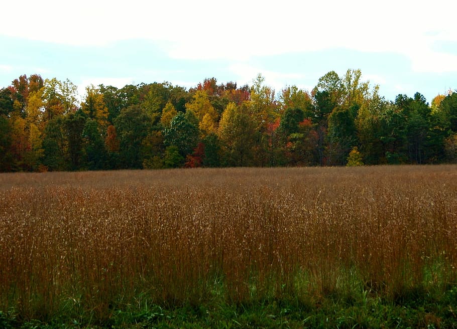 Autumn, Fall, Meadow, Field, Hay, Grass, landscape, vista, agriculture HD wallpaper