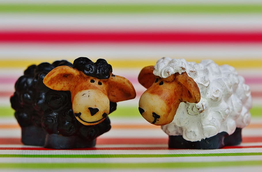 black sheep, funny, cute, focus on foreground, still life, close-up HD wallpaper