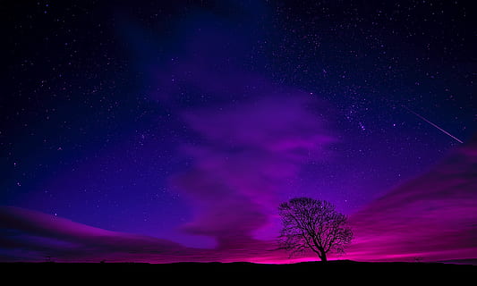 silhouette of tree during daytime digital wallpaper, england HD wallpaper