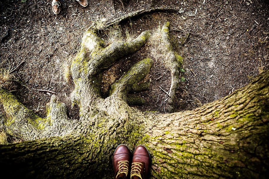pair of brown shoes on tree, green, environment, nature, forest HD wallpaper
