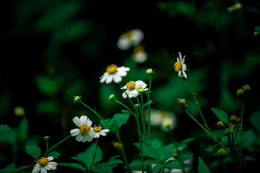 selective focus photography of white daisy at daytime, closeup photo of white petaled flowers