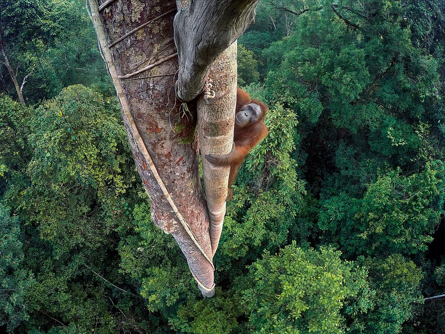 gorilla climbing on tree, orang hutan, national geographic, winner, HD wallpaper