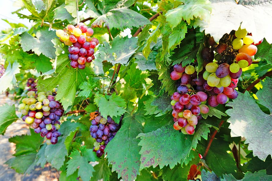 natural, fruit, grape, food and drink, healthy eating, leaf HD wallpaper