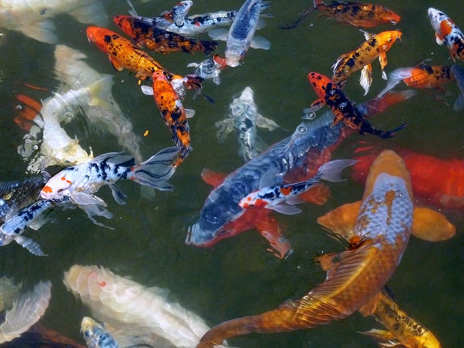 photo of school of fish, koi, fishes, carp, pond, water, swimming HD wallpaper