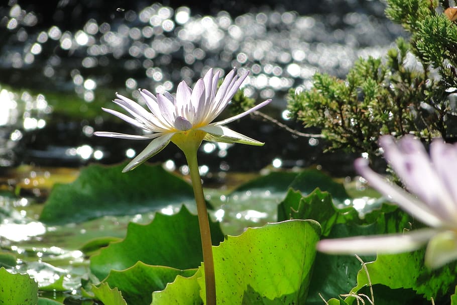 nymphaea alba, flower, 綻, summer, colorful sun, plant, flowering plant HD wallpaper
