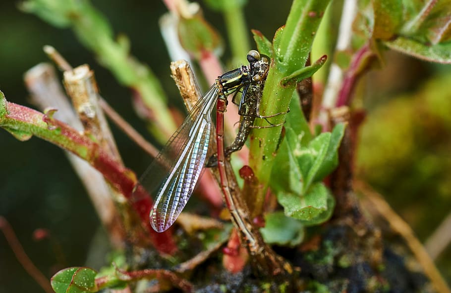 dragonfly, water, insect, close, nature, wing, animal, pond HD wallpaper