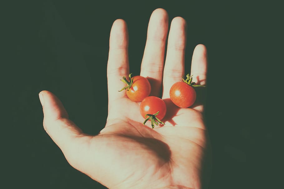 three tomatoes on human palm, tiny, hand, fruits, food, shadow HD wallpaper
