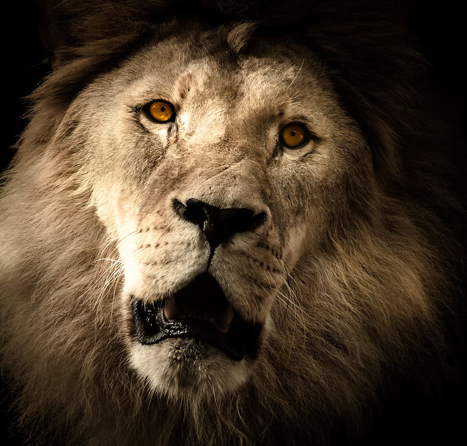 lion, mane, eye, zoo, cat, predator, males, wildcat, head, big cat HD wallpaper