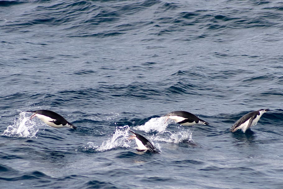 dolphins on body of water at daytime, four penguin swimming in body of water HD wallpaper