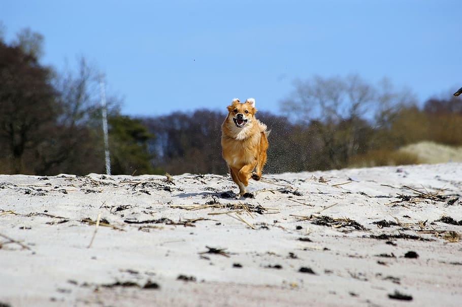dog, run, quick, joy, in a hurry, post haste, beach, animal HD wallpaper