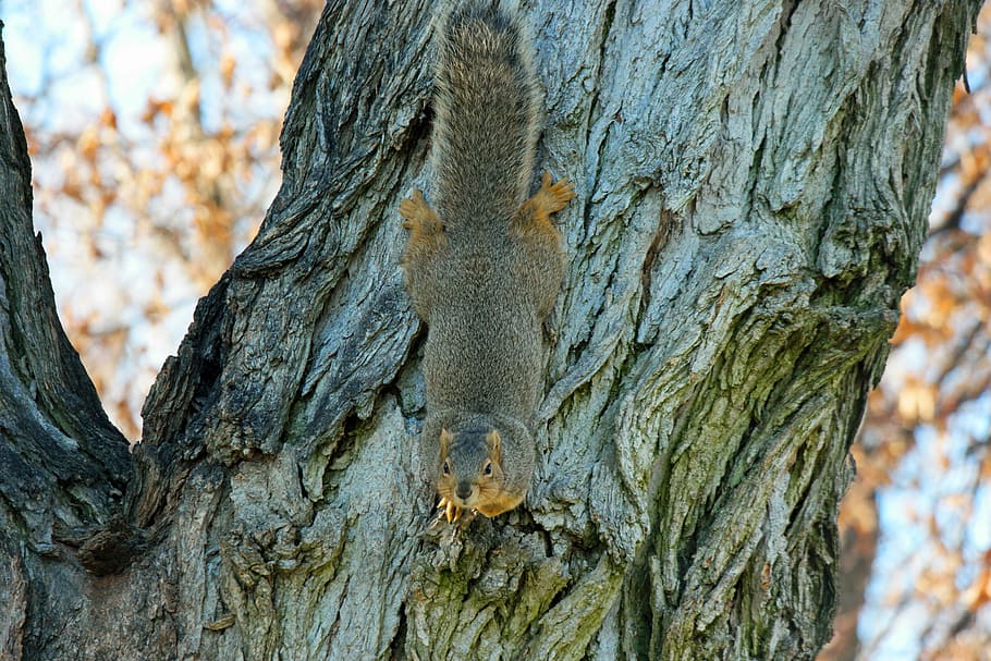 squirrel, chipmunk, rodent, animal, wildlife, mammal, tree HD wallpaper