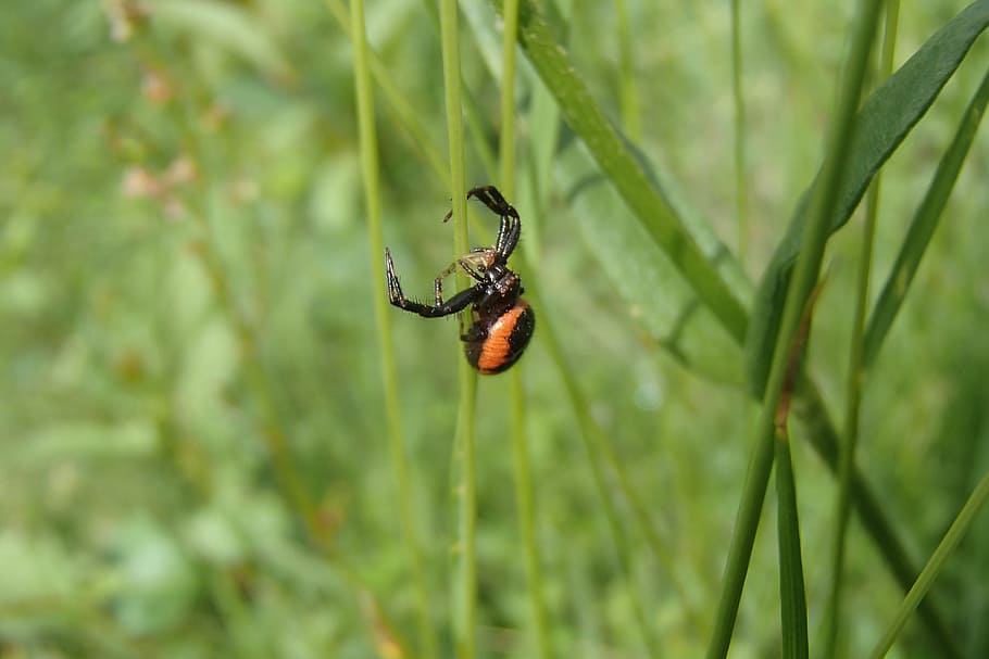 Spider, Macro, Insect, Nature, one animal, animal themes, animals in the wild HD wallpaper