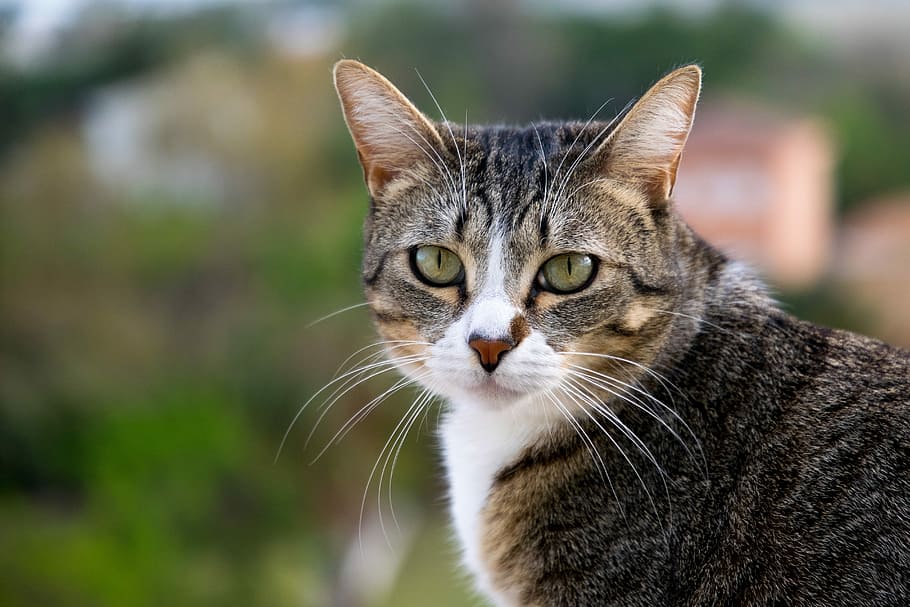 cat, nature, head, feline, animal themes, pets, one animal HD wallpaper