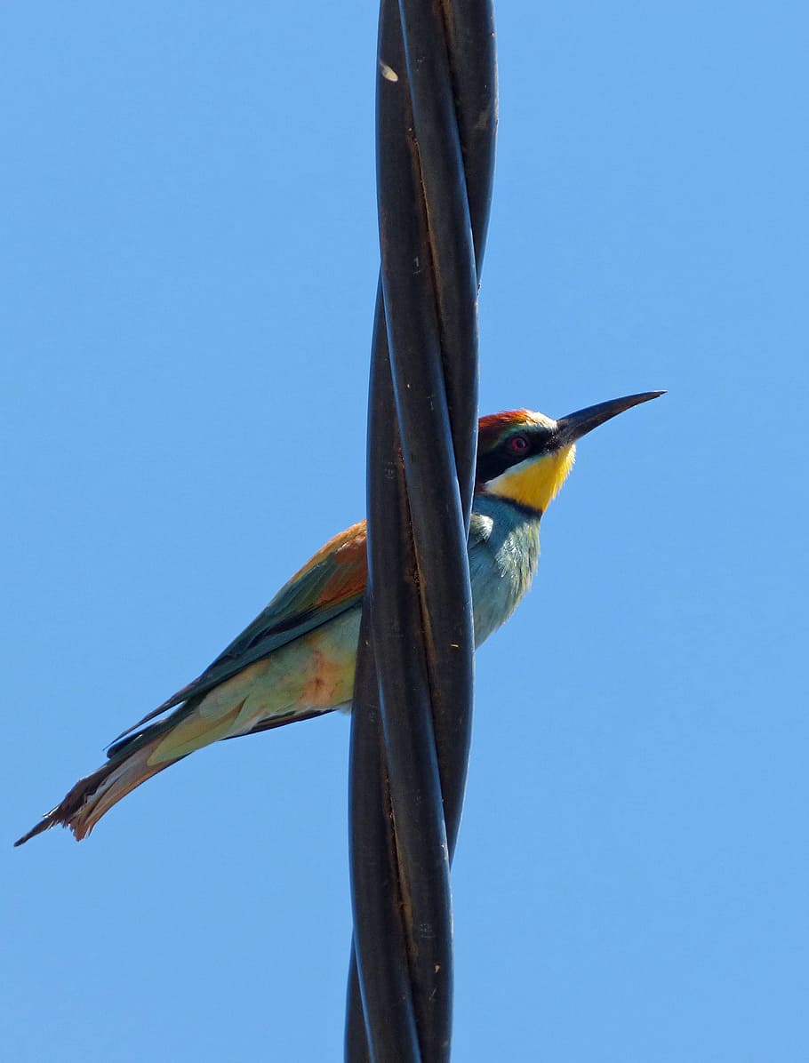 Bird, Bee-Eater, Merops Apiaster, abellerol, cable, colors, HD wallpaper