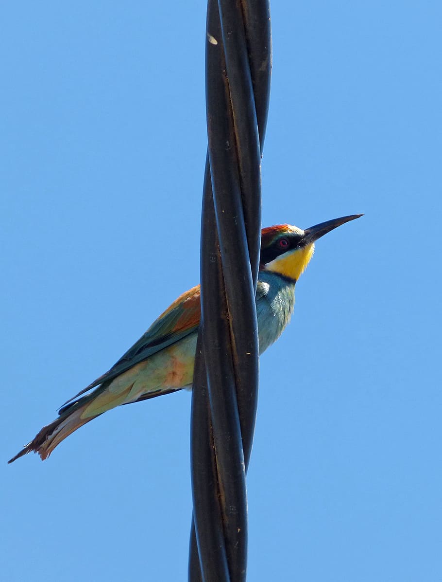 Bird, Bee-Eater, Merops Apiaster, abellerol, cable, colors HD wallpaper
