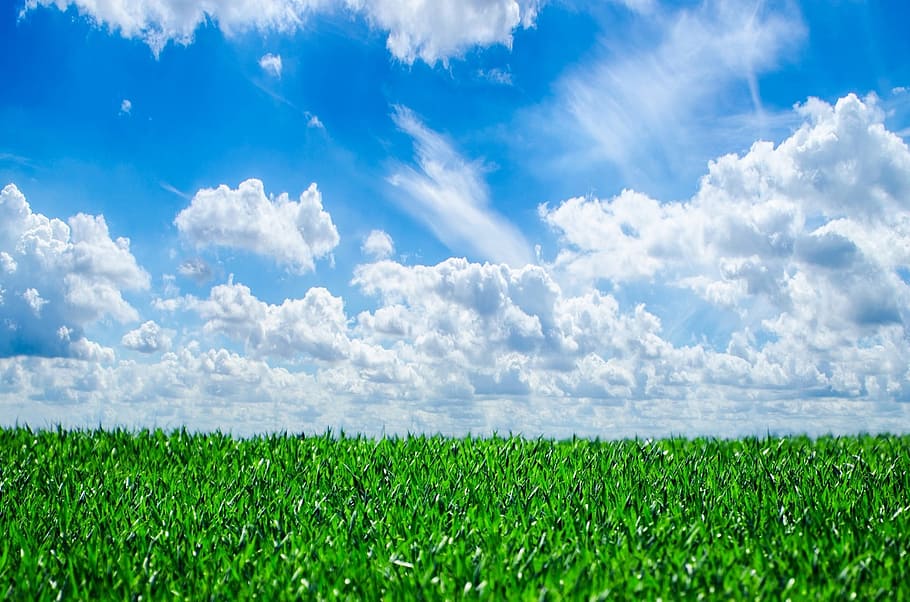 green grass field under blue sky and white clouds, background