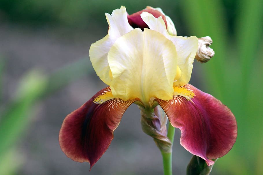 selective focus photograph of orchid, iris, flower, iris garden HD wallpaper