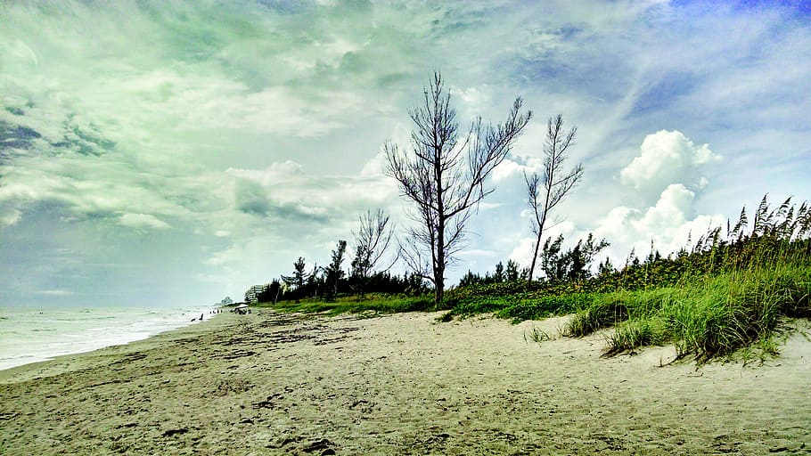 beach, sand, florida, tree, dune, trees, sea oats, nature, sky HD wallpaper