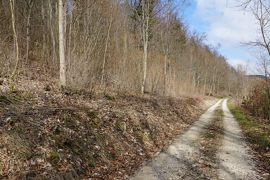 forest, spring, away, tuttlingen, möhringen, germany, nature HD wallpaper