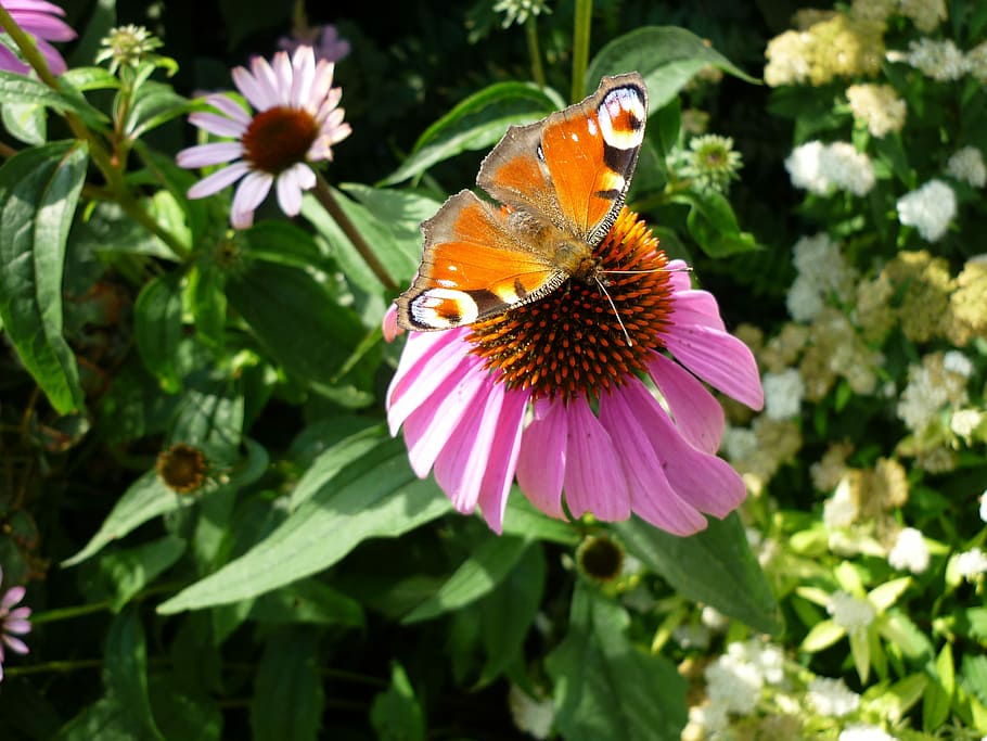 Peacock, Sundew, Butterfly, flower, petal, one animal, fragility HD wallpaper
