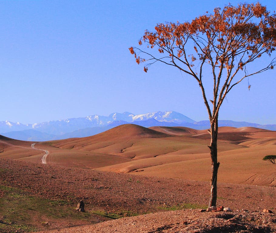 desert, morocco, tree, nature, mountain, landscape, scenics HD wallpaper