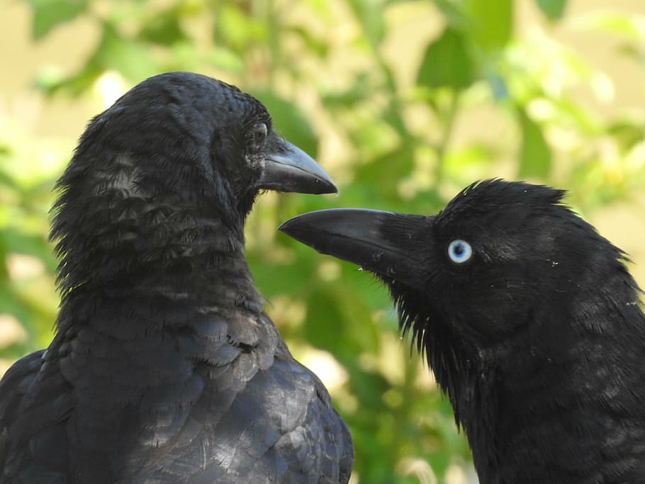 black, crows, raven, bird, wild, animal, nature, corvus, wildlife HD wallpaper
