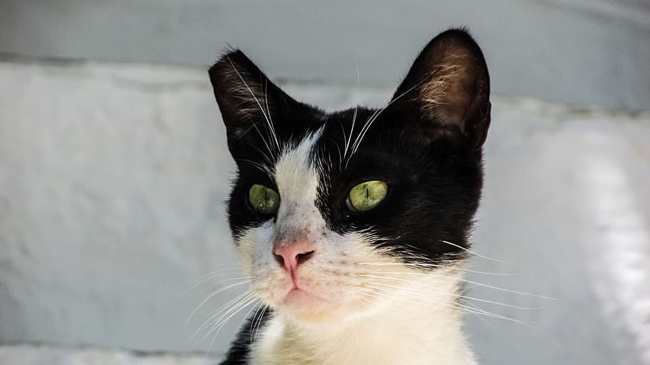 Cat, Stray, Kitty, Eyes, Street, Cute, animal, curiosity, greece HD wallpaper