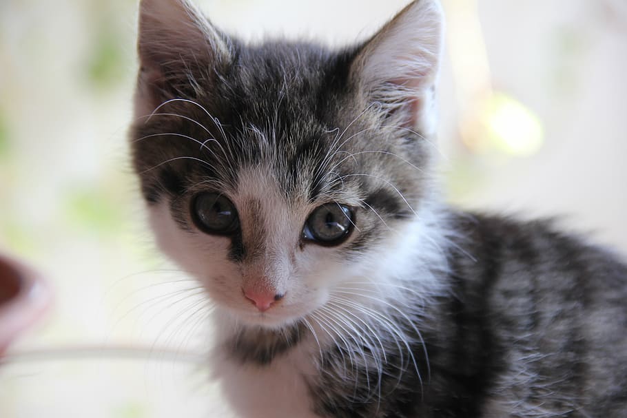 close-up photography of gray and white kitten, cat, puppy, cute HD wallpaper