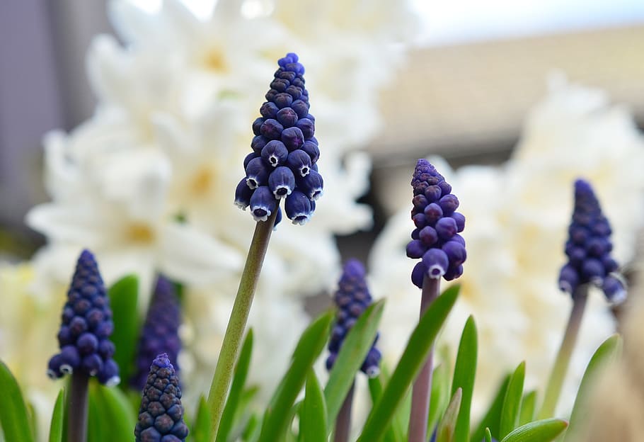 selective focus photo of purple flowers, grape hyacinth, spring HD wallpaper