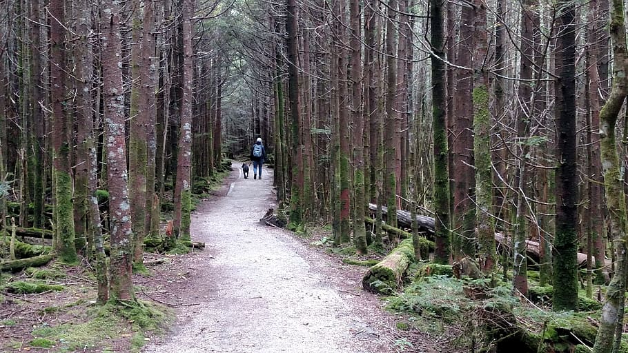 forest, trail, walking, nature, path, woods, dense, old growth HD wallpaper