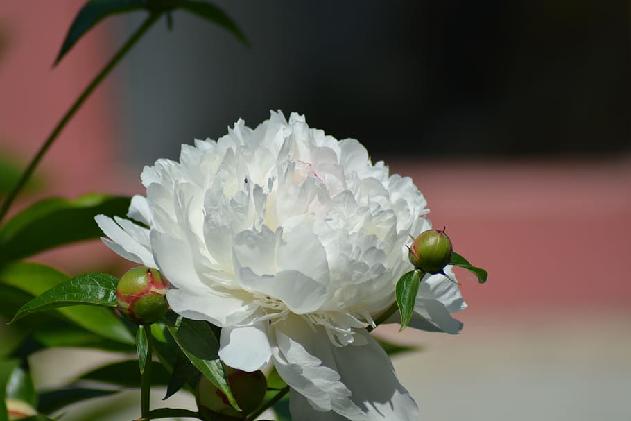 peony, white, green, flowering plant, beauty in nature, petal HD wallpaper