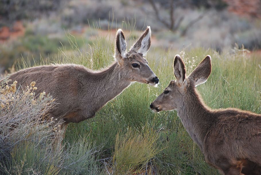 deer, wild, forest, grass, nature, usa, utah, roe deer, kitz HD wallpaper