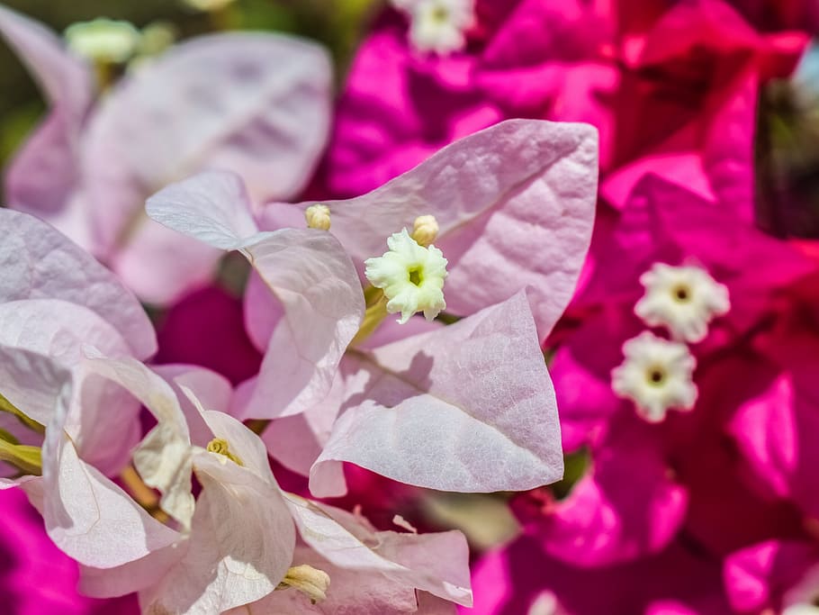 flower, white, pink, bright, garden, nature, floral, autumn HD wallpaper