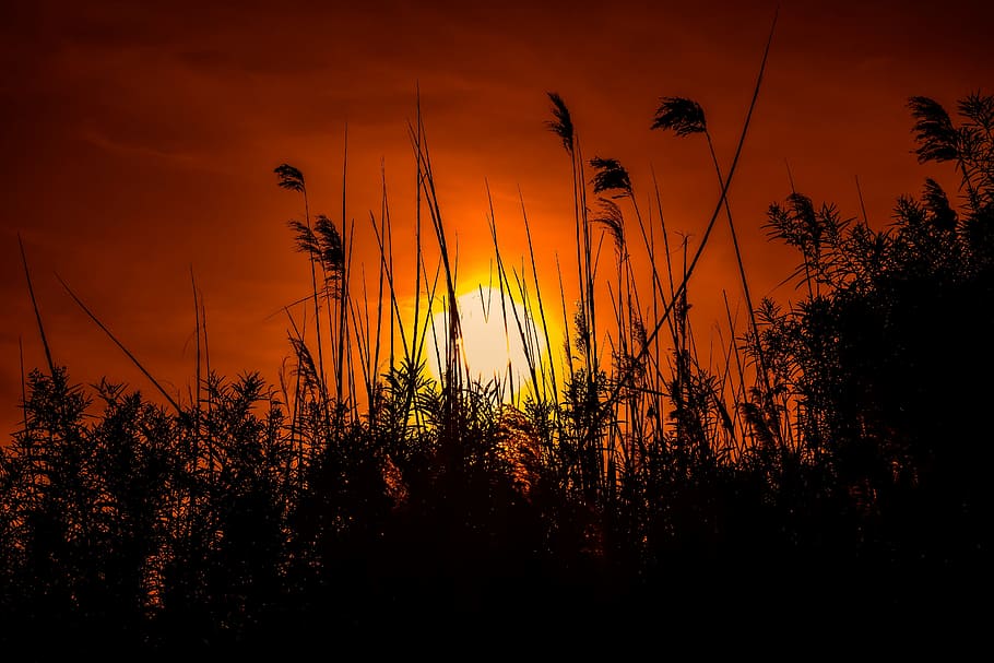 silhouette photo of grass at noontime, sunset, dusk, evening HD wallpaper